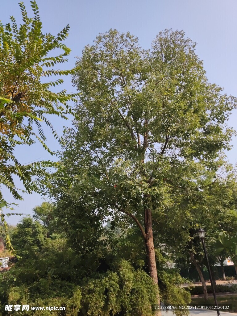 高大葱郁的树木景观