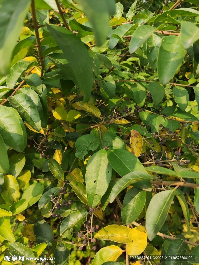 绿叶间的黄绿叶片景观