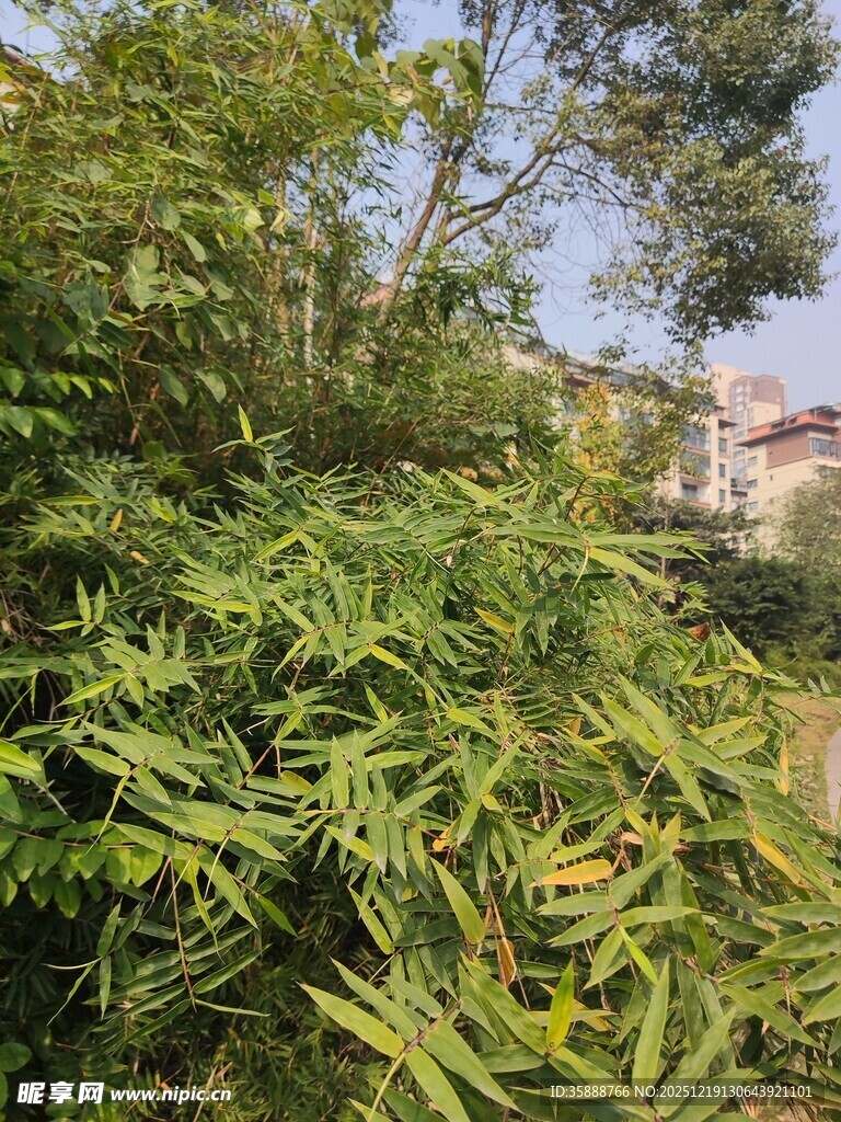 绿叶繁茂的茂盛植物景观