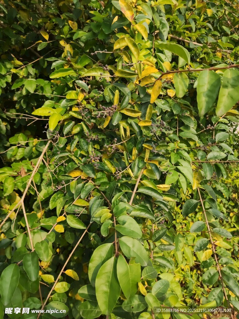 绿叶间的多彩植物景观