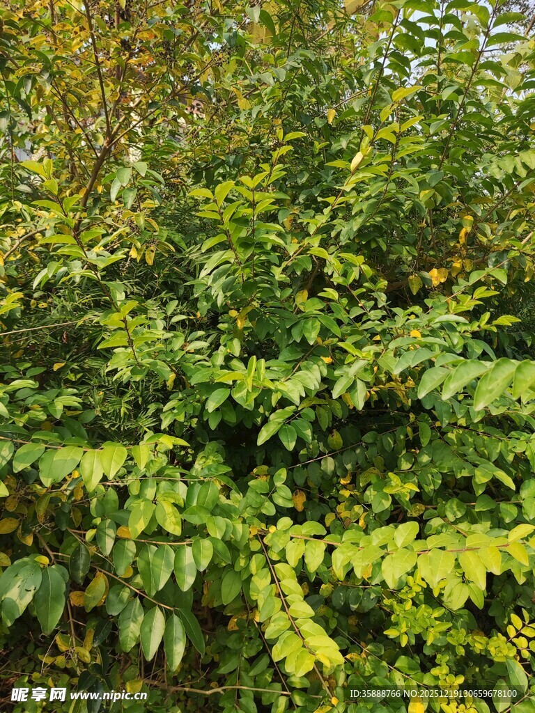 茂密翠绿的植物景观