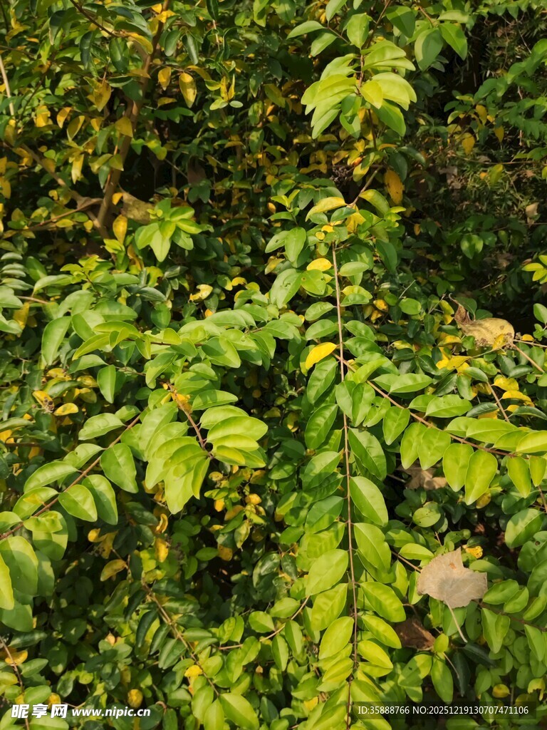 茂密翠绿的植物景观