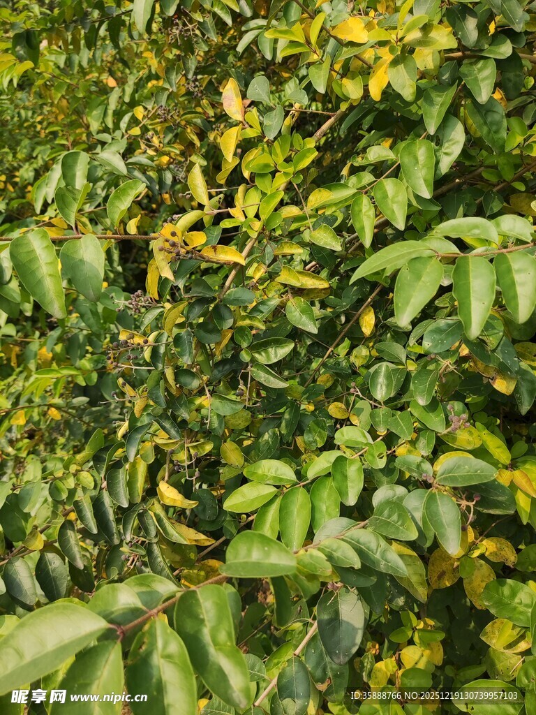 翠绿繁茂的植物叶片景象