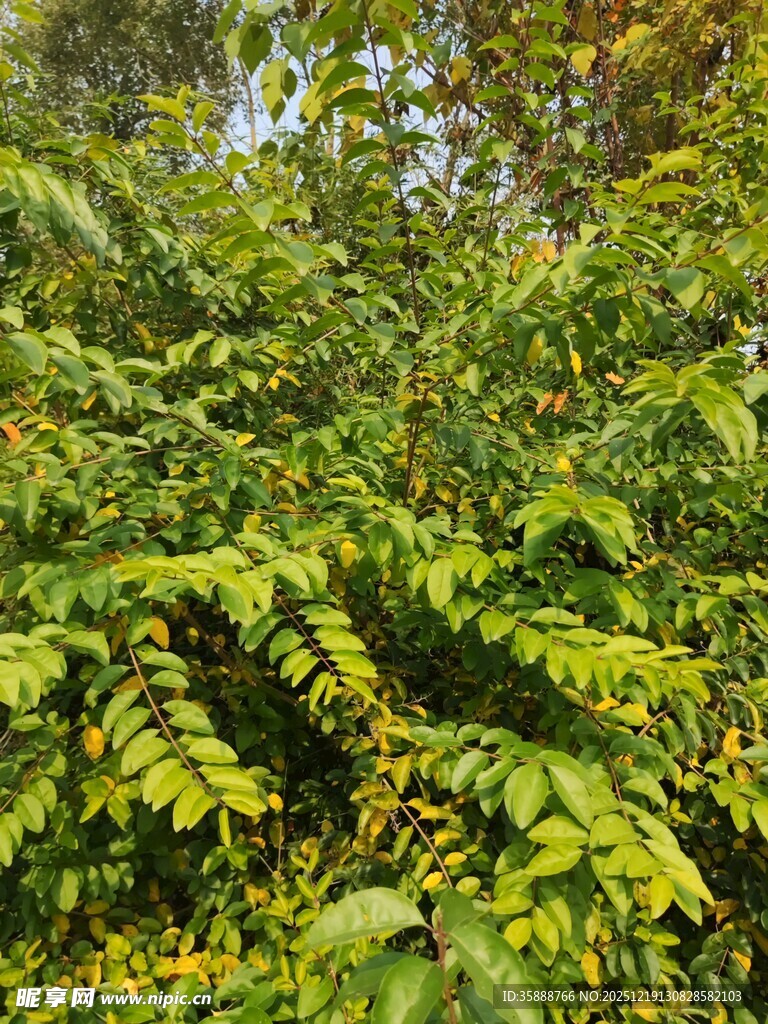 茂密翠绿的植物景观