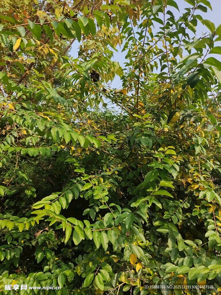 茂密绿叶植物景观