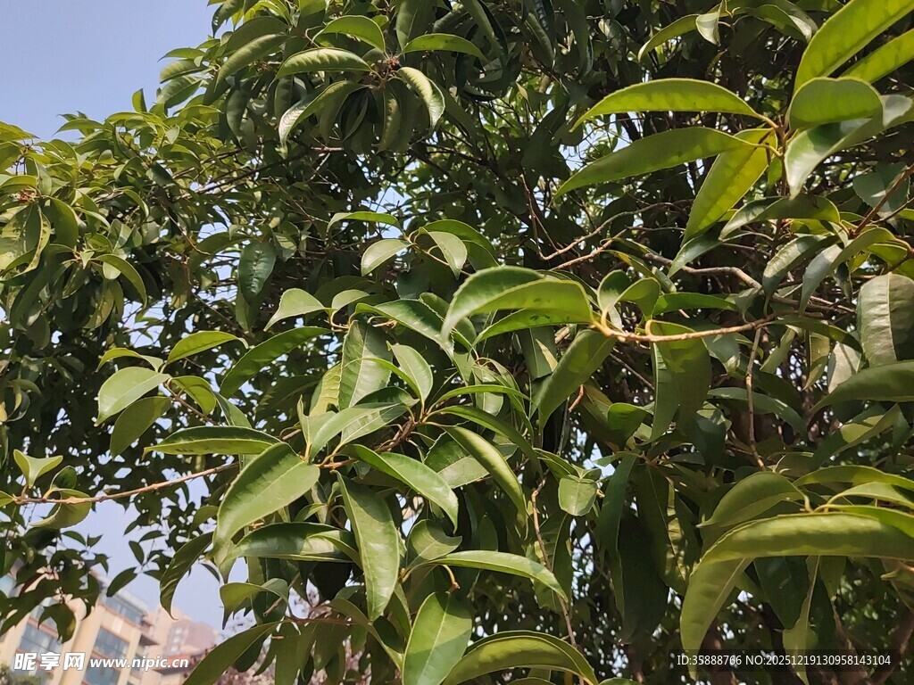 绿叶繁茂的树枝