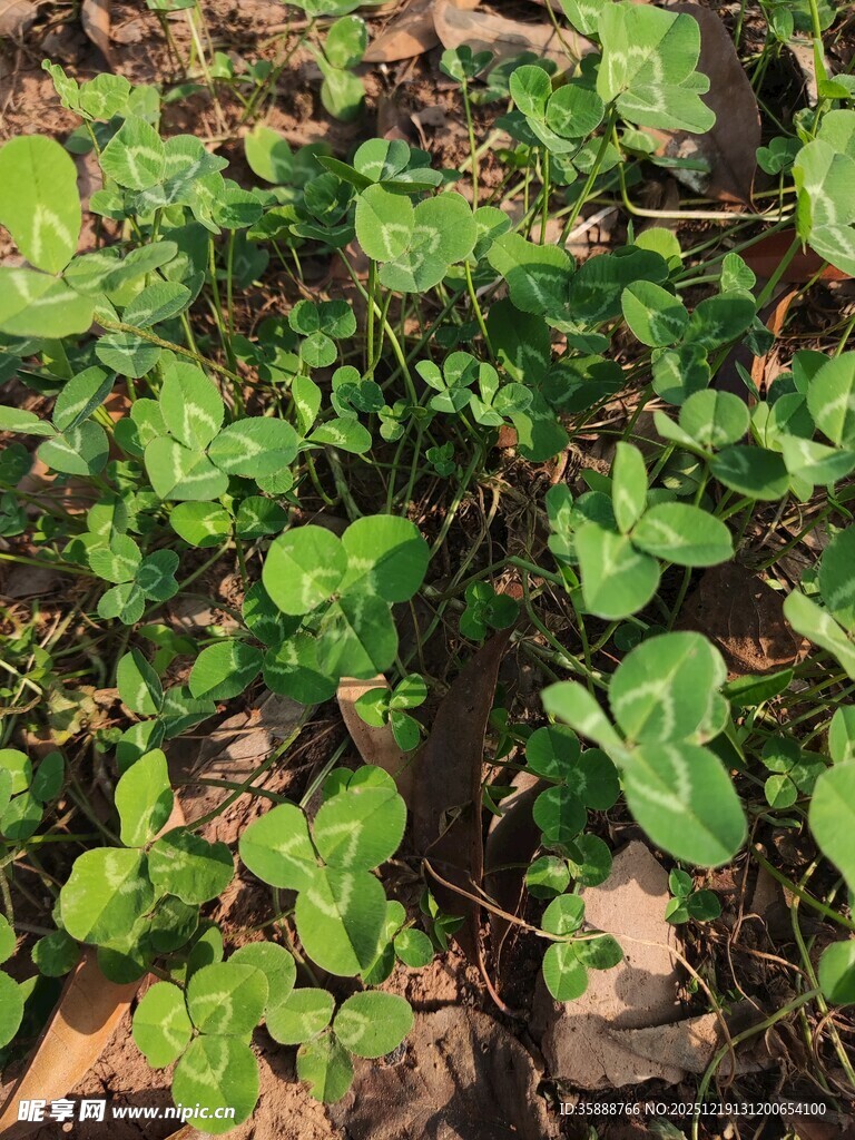 地面生长的嫩绿植物