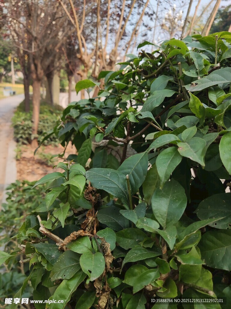 绿叶繁茂的植物景观