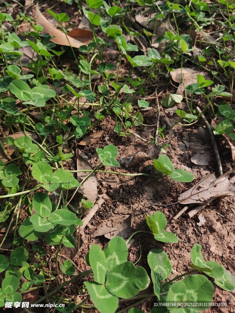 绿叶覆盖的地面景象
