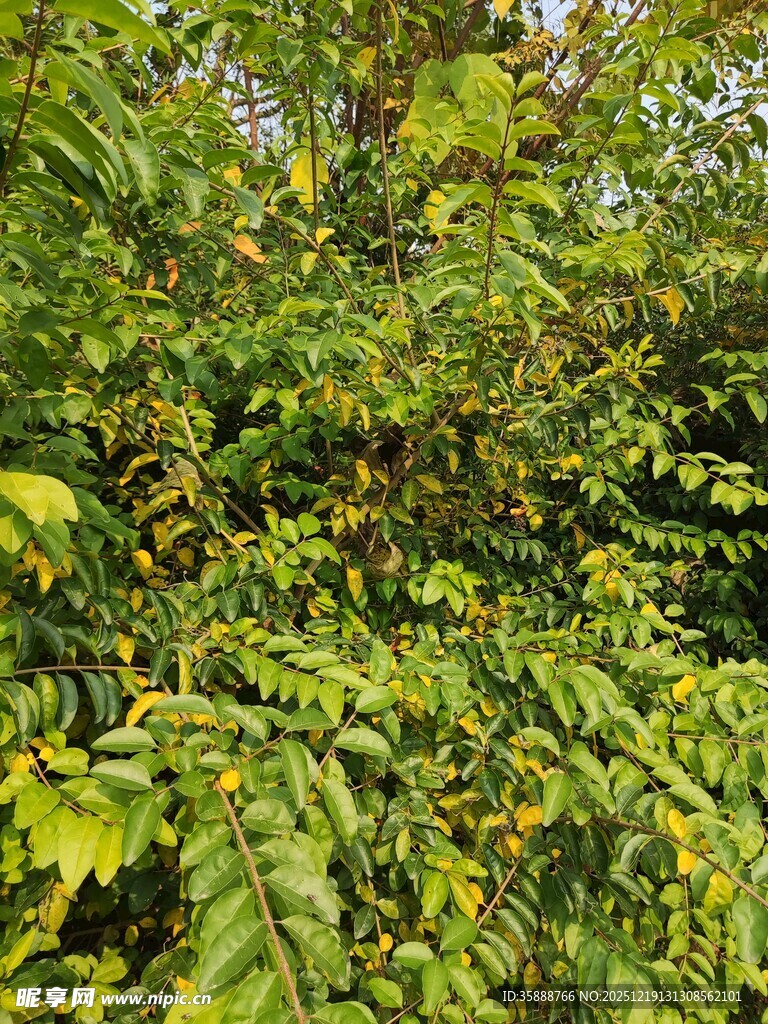 绿叶间的黄色小果实