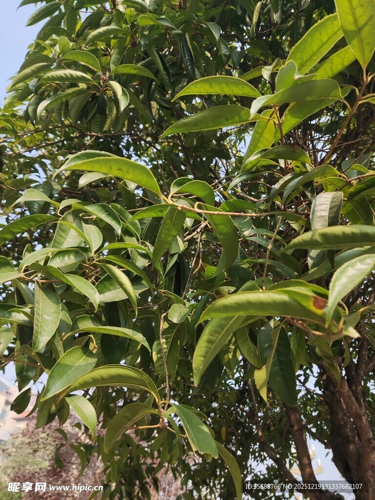 绿叶繁茂的树枝特写
