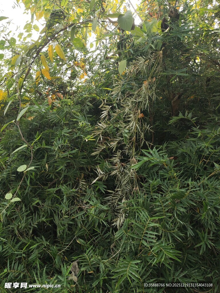 茂密葱郁的绿色植物景观