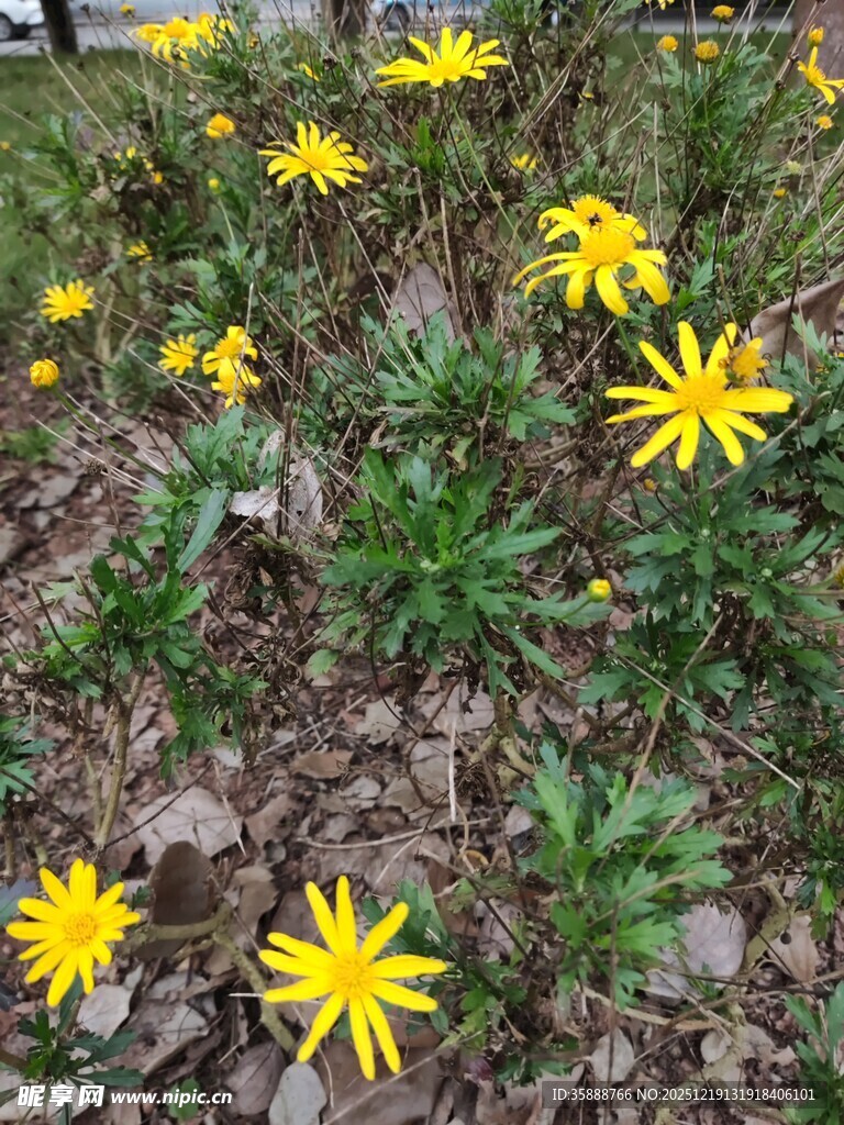 黄色小花绽放于地面