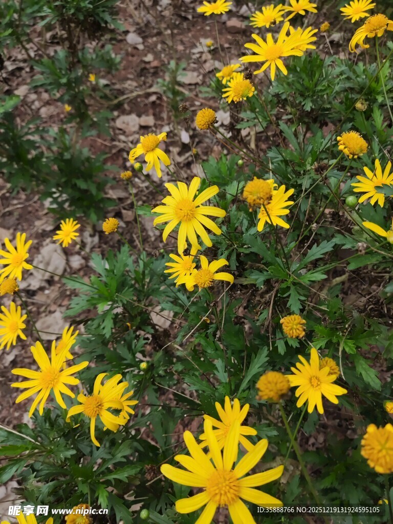 黄色小花绽放于草地间