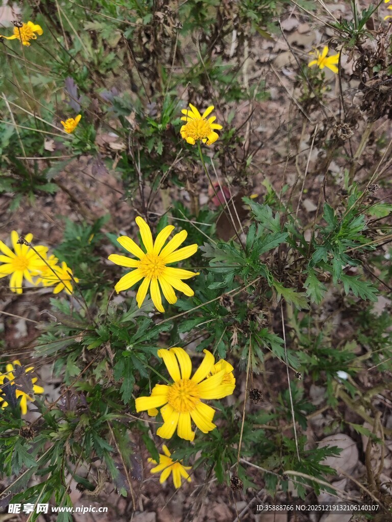 地上绽放的黄色小野花