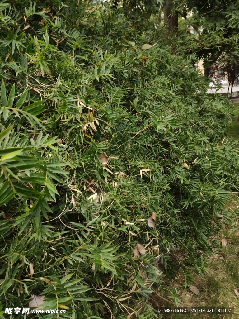 繁茂绿植景观