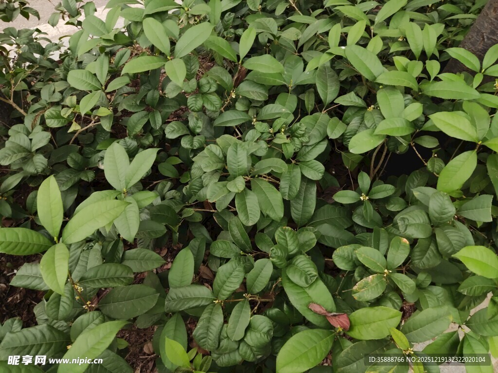 绿叶繁茂的植物景观