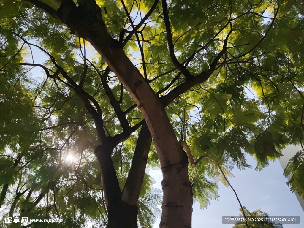 阳光透过枝叶的繁茂大树