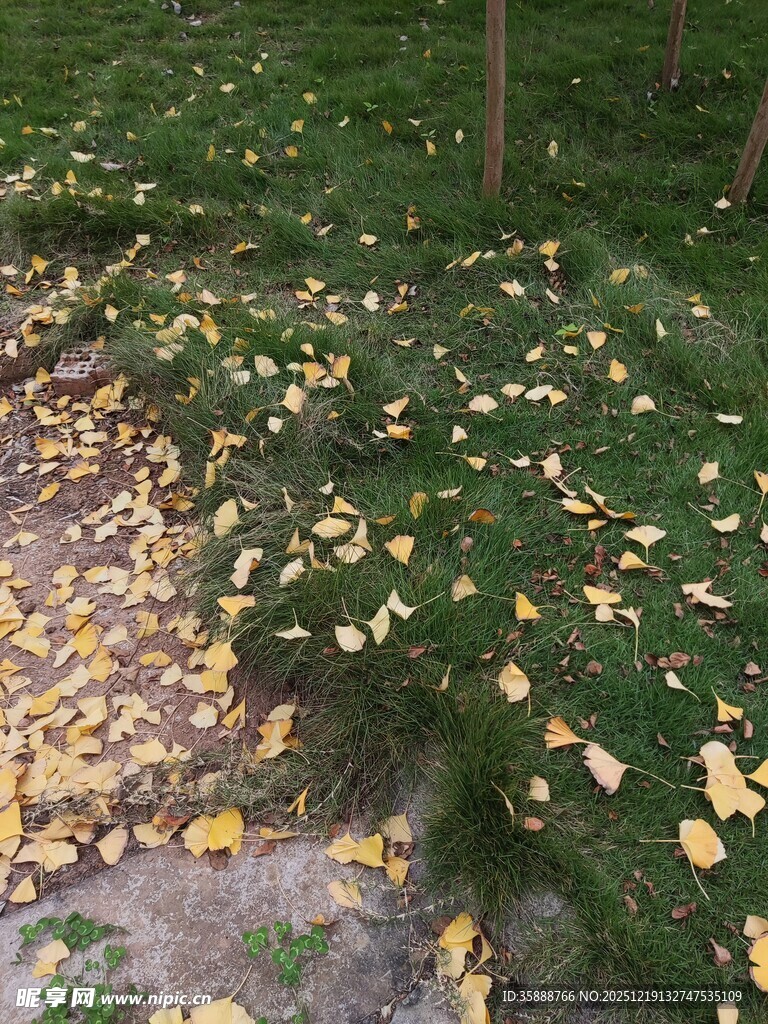 落叶铺地的林间景致