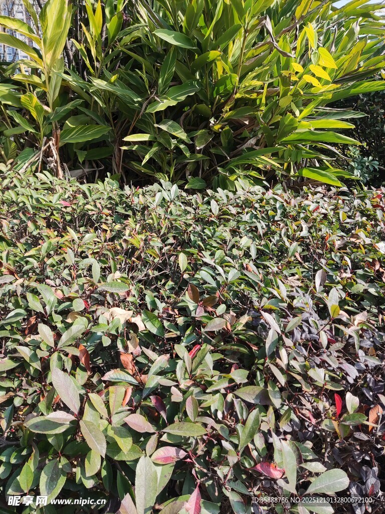 多彩植物景观