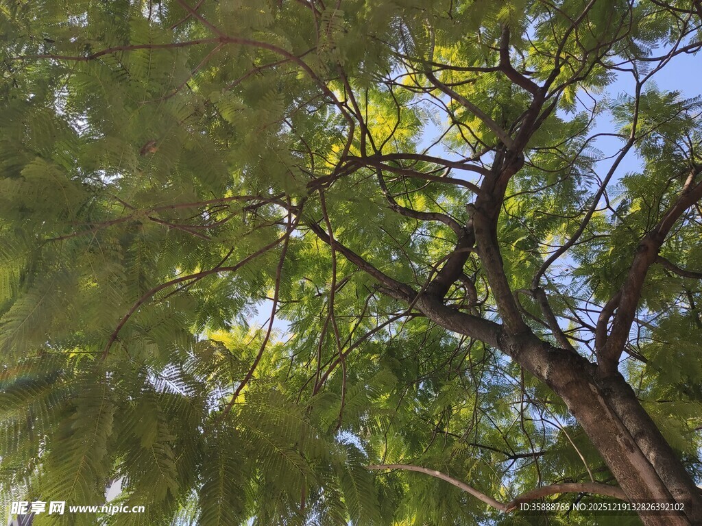 繁茂绿树枝叶间的光影世界