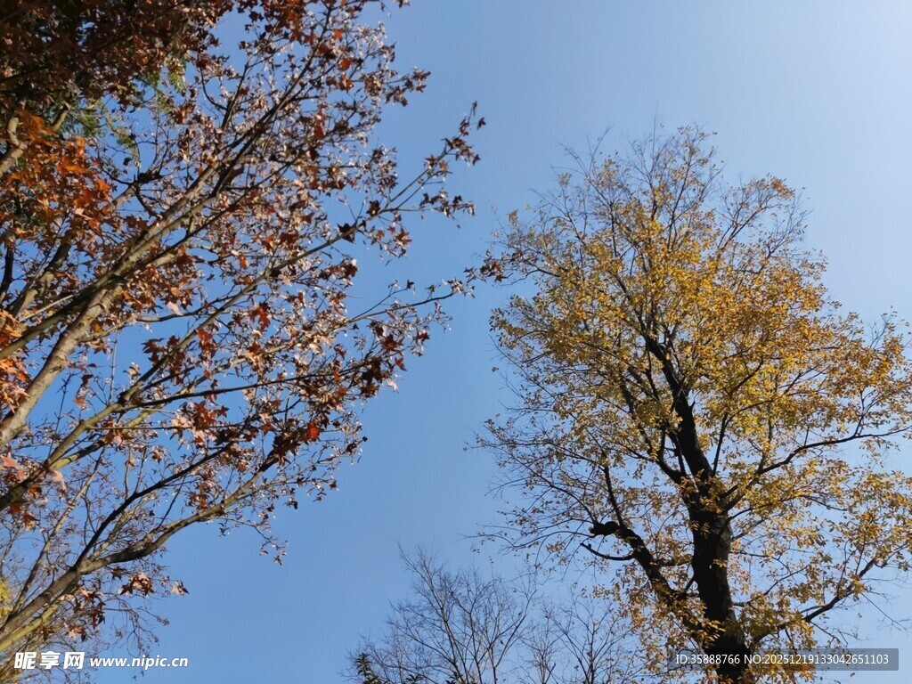 秋日树梢映蓝天