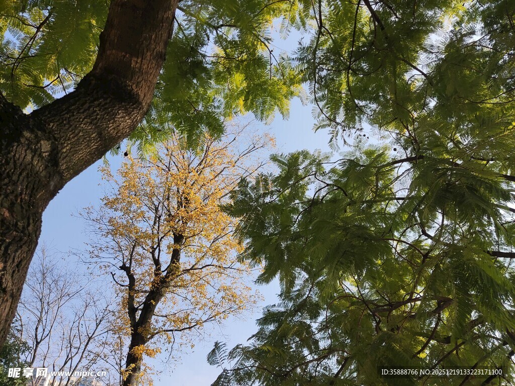 秋日树梢蓝天绿叶相衬