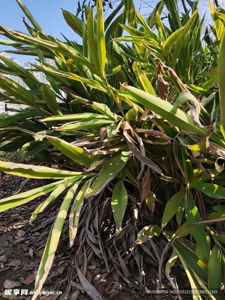 金边阔叶麦冬植物特写