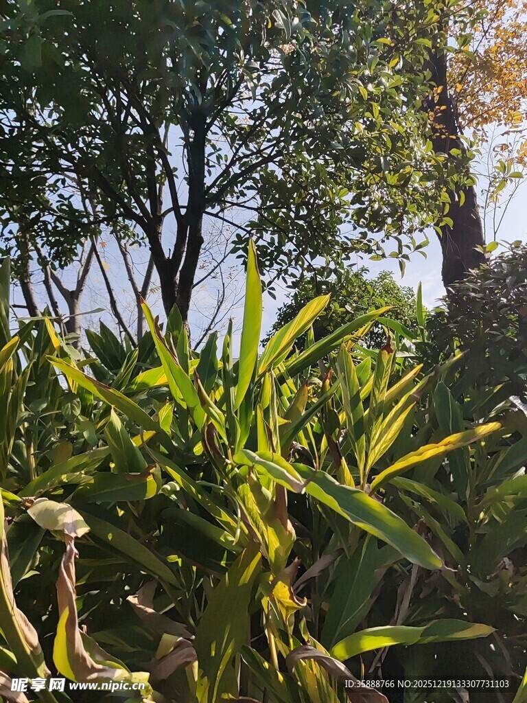 绿意盎然的植物景观