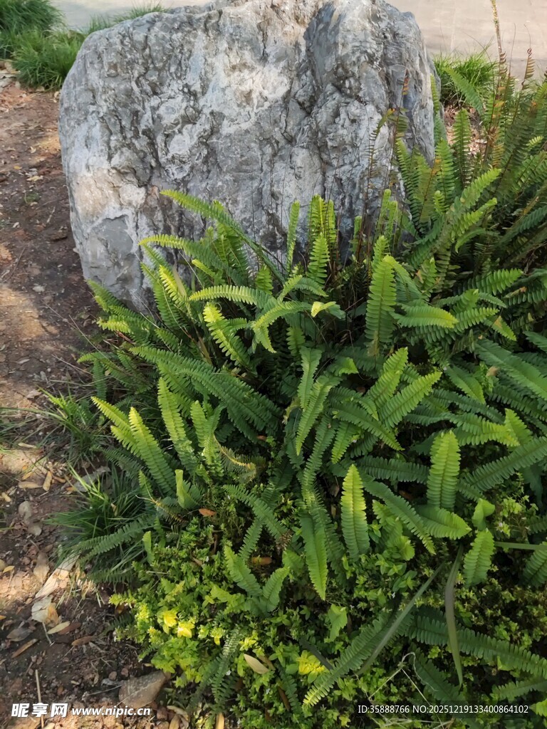 石旁翠绿植物生机勃勃