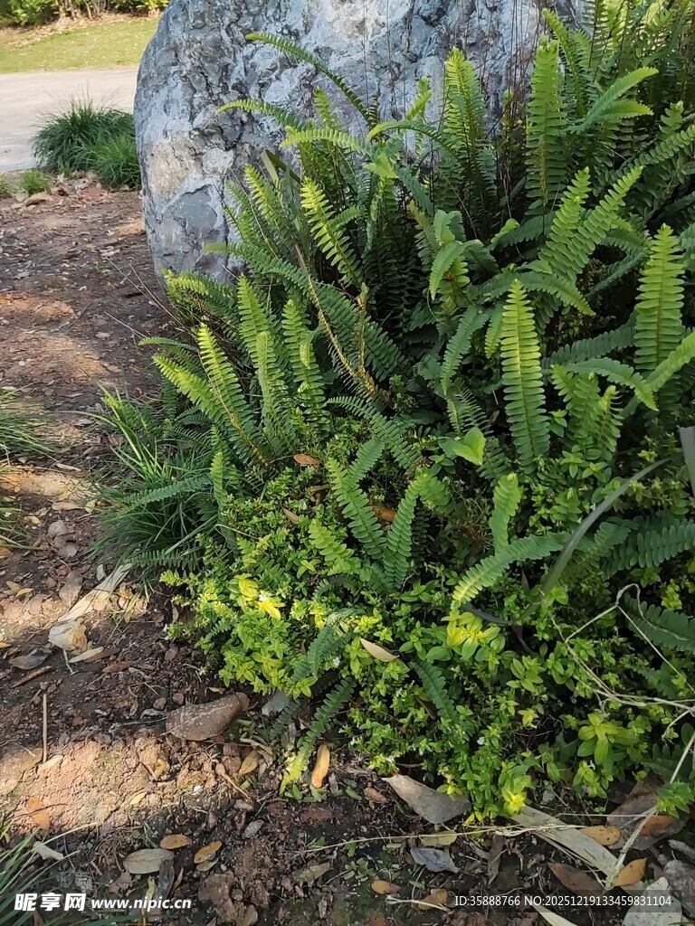 石旁翠绿植物生机勃勃
