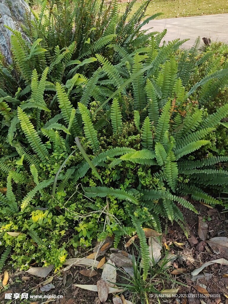 翠绿丛生植物景观