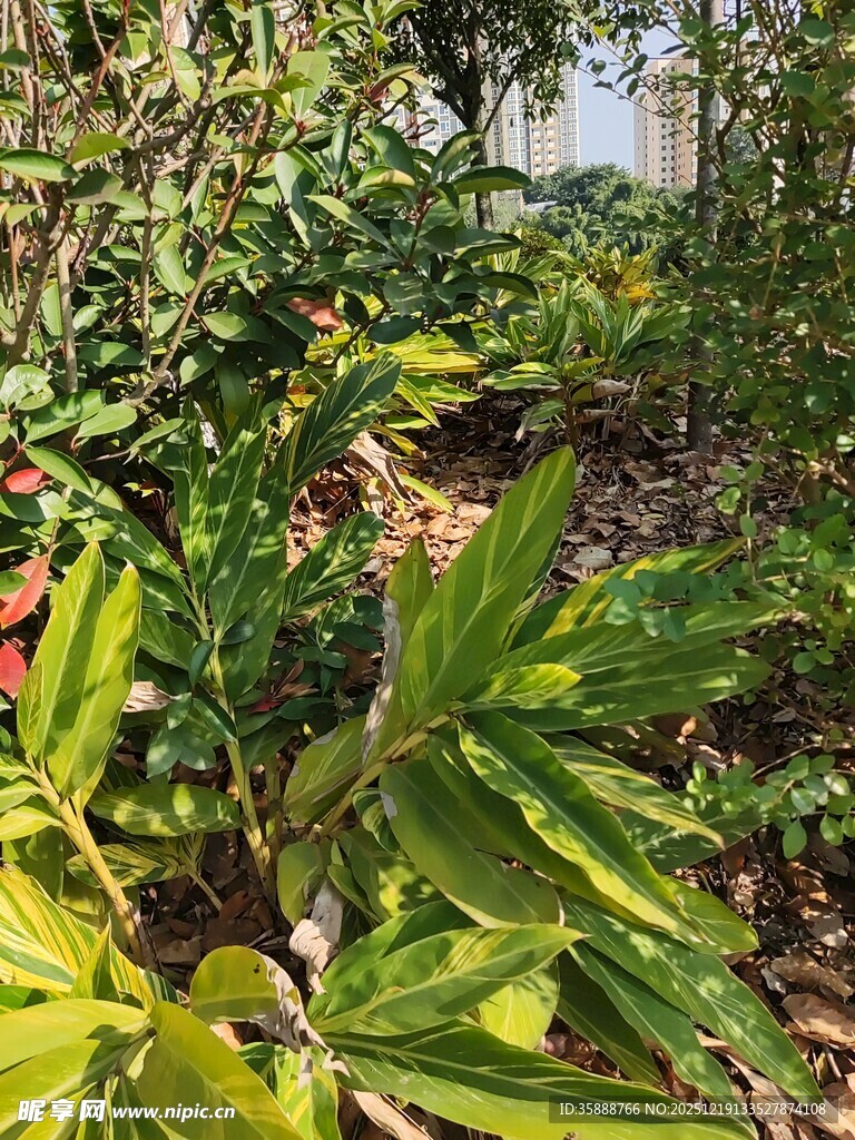 绿叶繁茂的植物景观