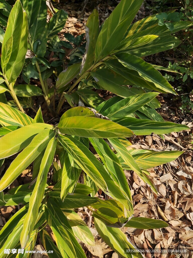 黄绿相间竹叶特写