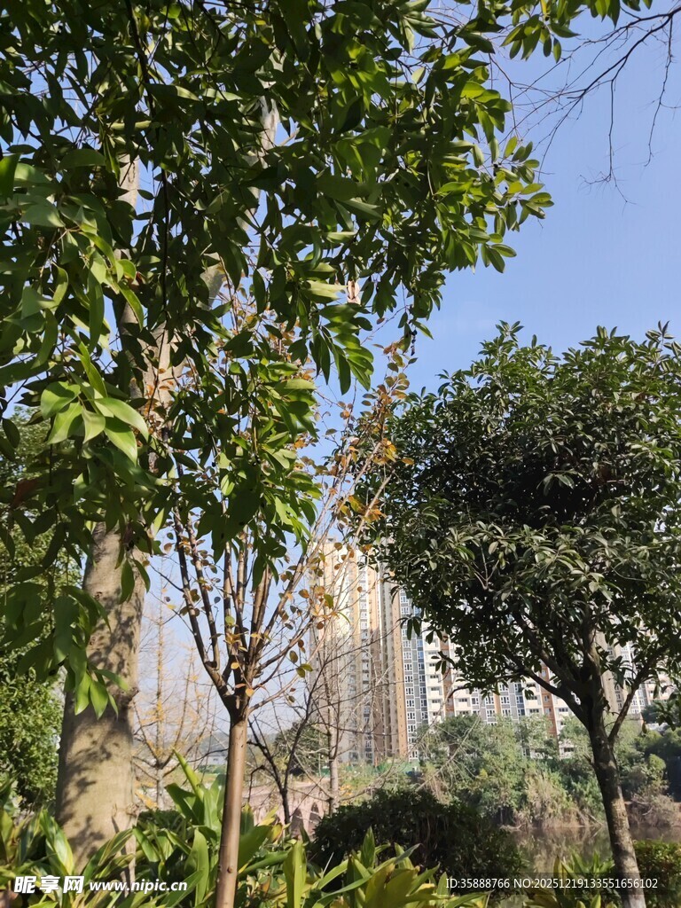 绿树掩映下的城市建筑