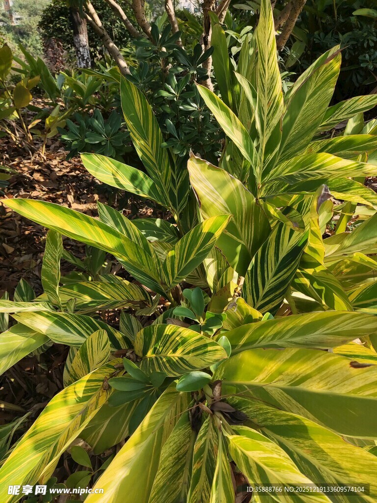 翠绿繁茂的热带植物叶片