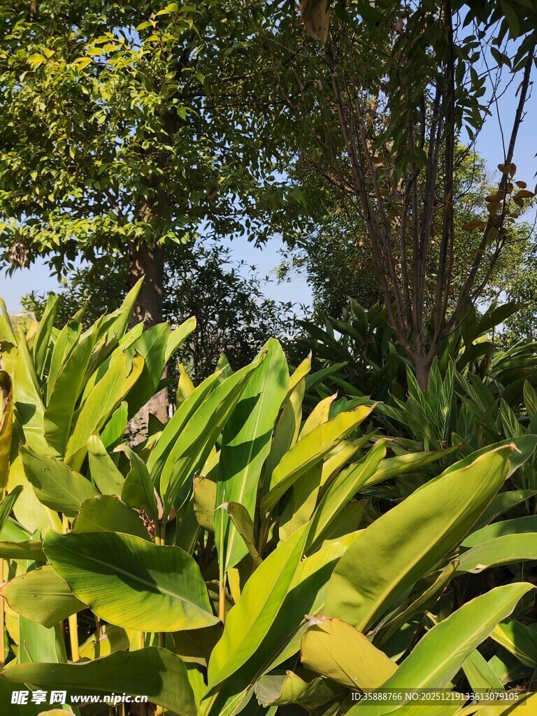 翠绿繁茂的热带植物景观