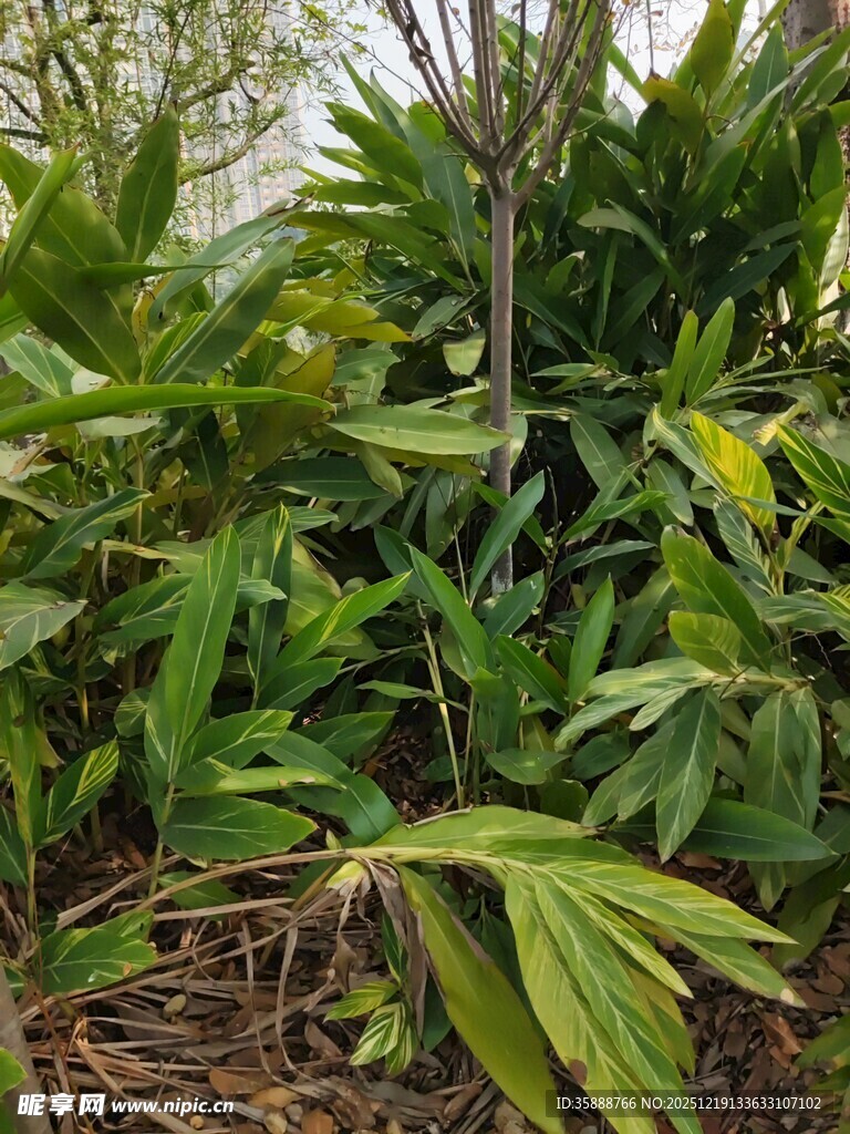 繁茂绿植景观