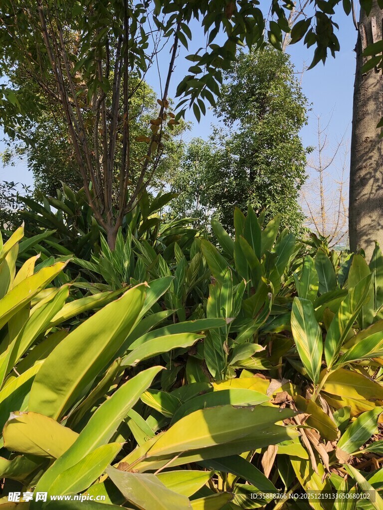 阳光下的翠绿植物景观