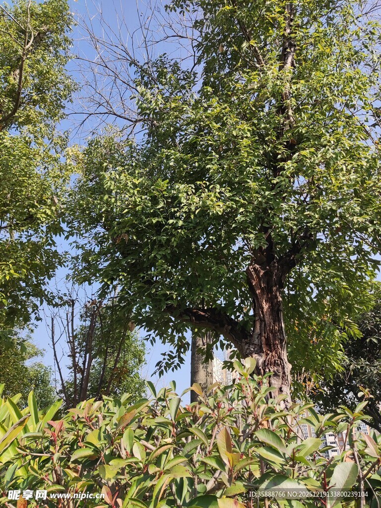 户外繁茂绿植景观