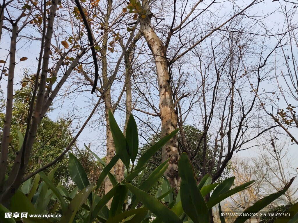 冬日树林中的树木与绿植