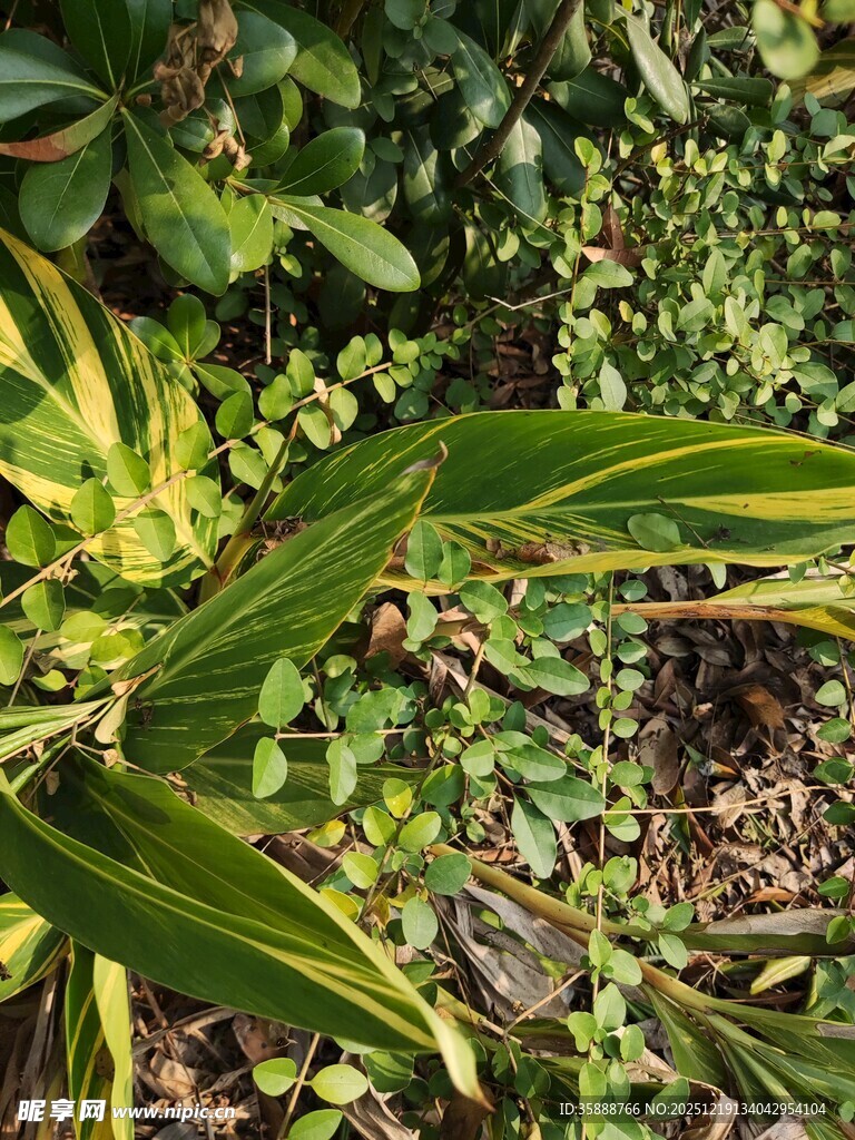 多彩叶片植物特写