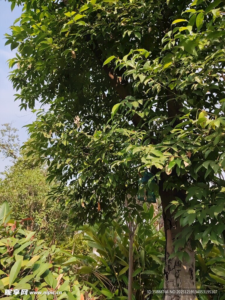 繁茂绿树展现自然生机