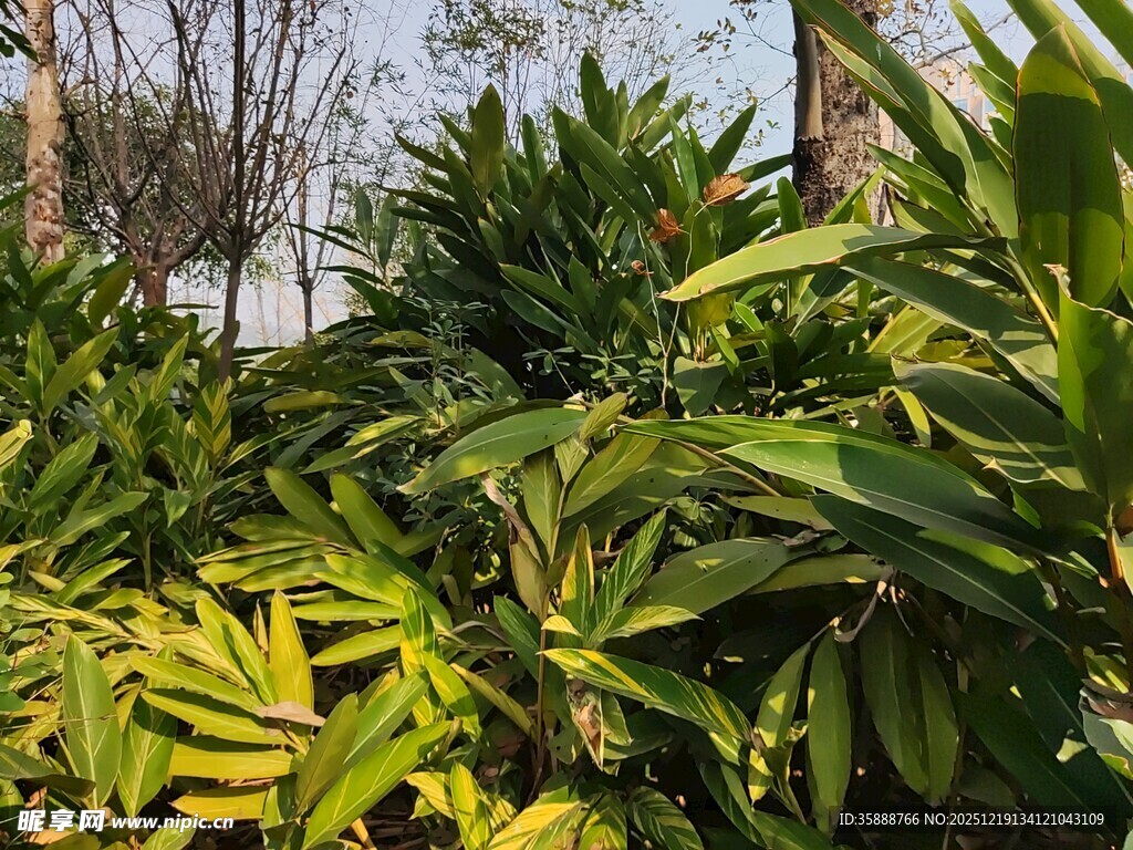 户外翠绿繁茂植物景观