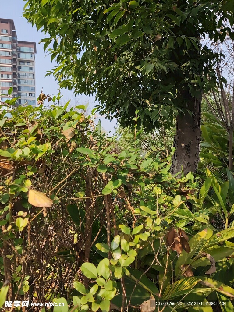 城市中的绿植景观