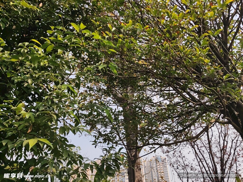 林间树梢绿意与天际相映