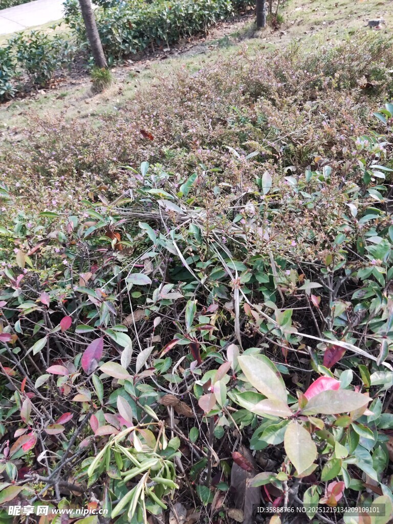 多彩植物景观