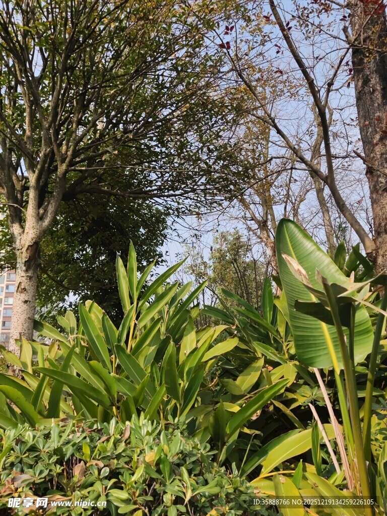 繁茂绿植与树木景观