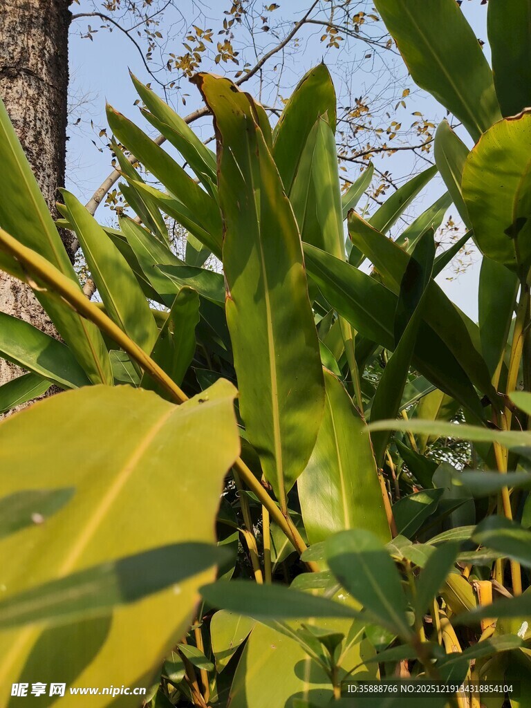 翠绿繁茂的植物叶片