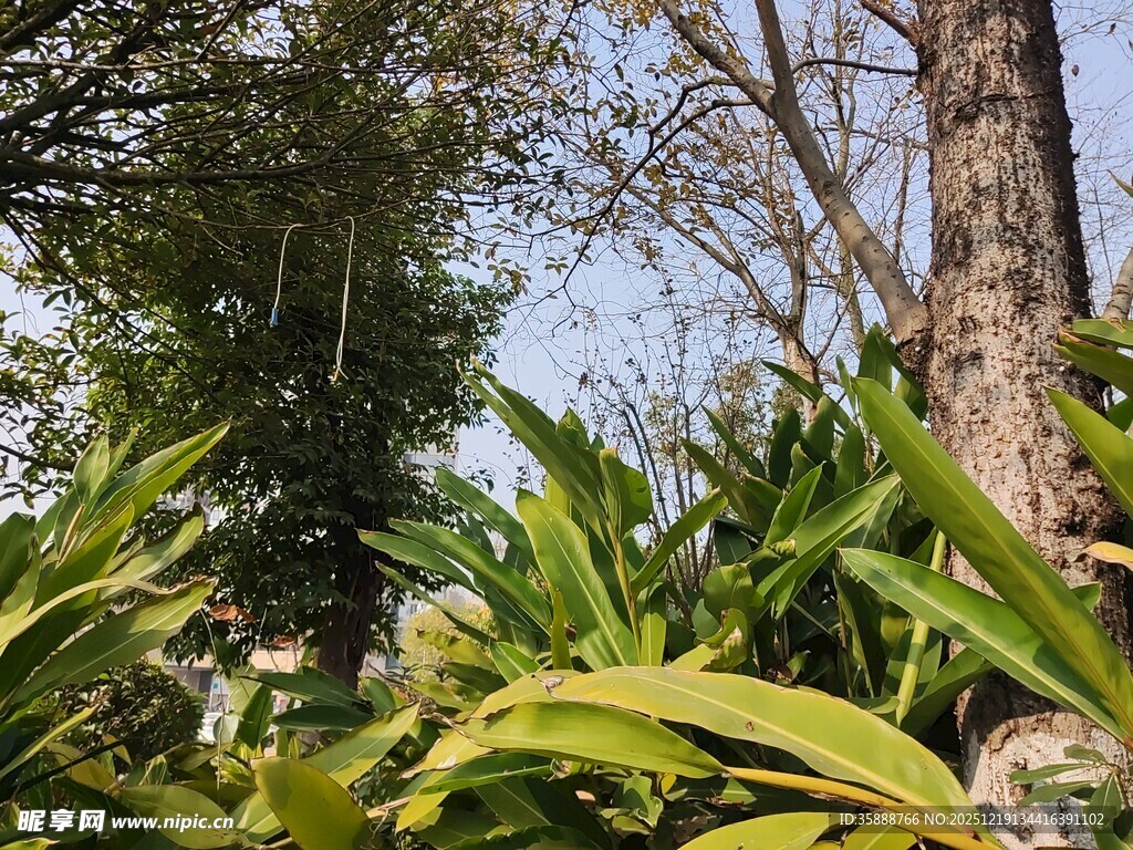 绿意盎然的户外植物景观